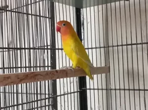 Lutino personata split Parrot for sale in Multan