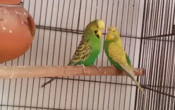 AUSTRALIAN parrots for sell in Kasur