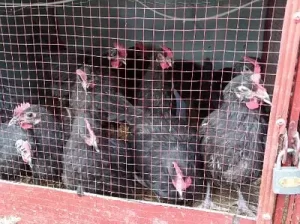 Astrolop chicks for sale in I-9, Islamabad