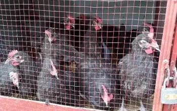 Astrolop chicks for sale in I-9, Islamabad