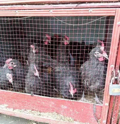 Astrolop chicks for sale in I-9, Islamabad