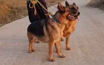 Jermen shepherd 2 dogs sell in Islamabad