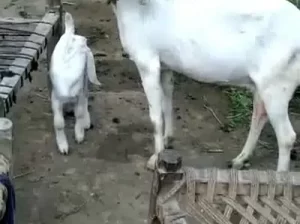 rajanpuri goats for sale in F-13, Islamabad