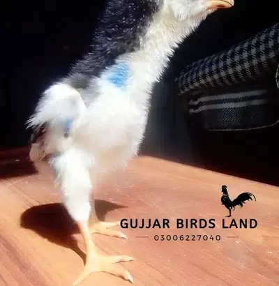 Ringbird imported Oh Shamo Chicks Available.