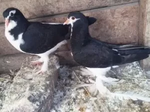 Pigeon for sale in Gojra