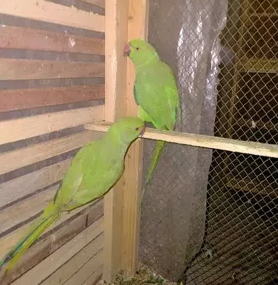 Parrot for sale in Jhang Sadar