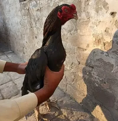 Aseel Hen for sale in Chakwal