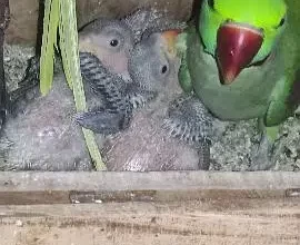 Raw parrot chicks for sale in Chah Miran, Lahore