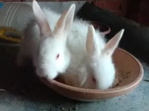 Rabbet gaint angora bunnies for sale in Narowal