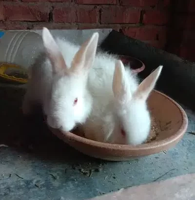 Rabbet gaint angora bunnies for sale in Narowal