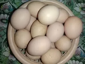 EGG 30 rupees per egg sell in Kasur