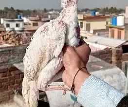 Birds for sale in Tarlai, Islamabad