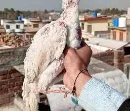 Birds for sale in Tarlai, Islamabad