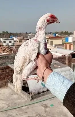 Birds for sale in Tarlai, Islamabad