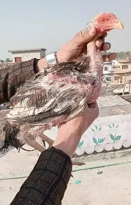 Birds for sale in Tarlai, Islamabad