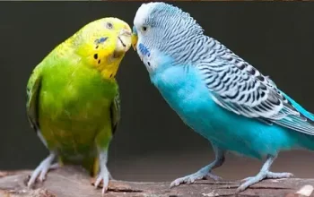 Australian Parrots for sale in Gojra