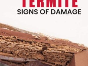 Deemak Treatment Termite treatmet