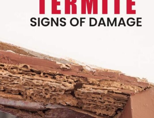 Deemak Treatment Termite treatmet