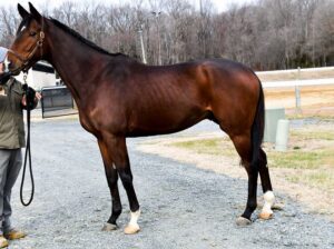 Rare 3years old Thoroughbred gelding